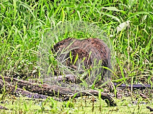 Muskrat on the Bank of a Duck Week Covered Pond