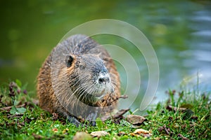 Muskrat on the bank of a river or pond