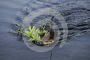 Muskrat carrying vegetation in his mouth in the evening