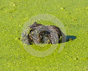 Muskrat closeup portrait in mucky green water in the floodplain of the Minnesota River in the Minnesota Valley National Wildlife R