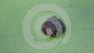 Muskrat covered in green duckweed also enjoys a meal of it eating voraciously turning, cute and gross