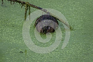 Muskrat covered in green duckweed also enjoys a meal of it eating voraciously turning, cute and gross