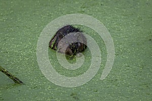 Muskrat covered in green duckweed also enjoys a meal of it eating voraciously turning, cute and gross