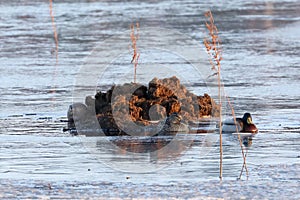 Muskrat and ducks near a swamp hummock in spring in northern Russia