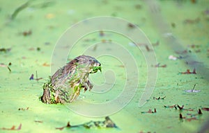 Muskrat in Duckweed 2