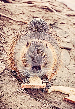 Muskrat is eating bread, animal portrait photo