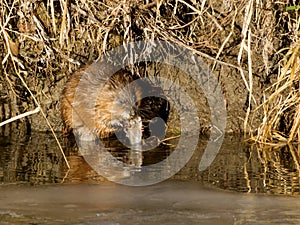 Muskrat