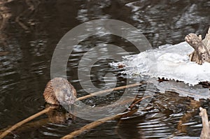 Muskrat eating twigs in a creek in the winter.