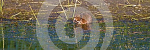 Muskrat eats marsh vegetation in a wetland