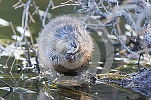 Muskrat facing front