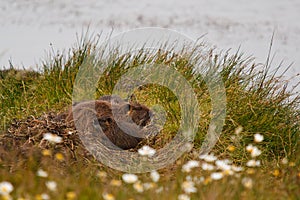 Muskrat family on island