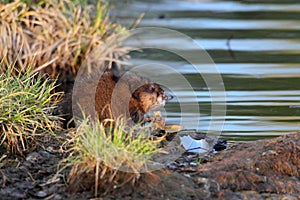Muskrat Feeding