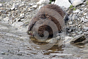 Muskrat Feeding