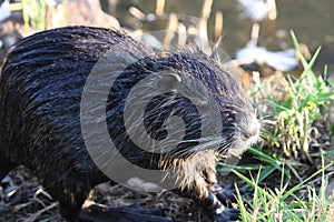 Muskrat feeding
