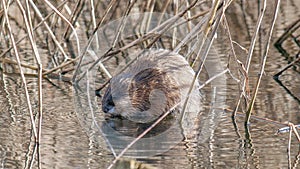 muskrat feeding on the lake in winter