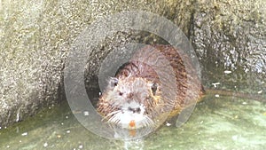 Muskrat floats in the water.