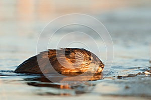 The muskrat gets out of water