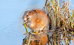 muskrat gnaws a reed root on a lake in spring