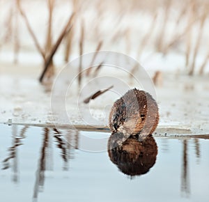 Muskrat on an ice edge.