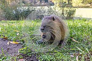 A muskrat on the lake shore