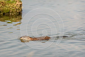 Muskrat lake swim water