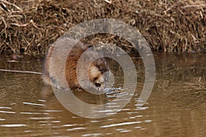 Muskrat (Lat. Ondatra zibethicus)