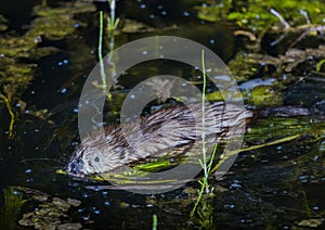 Muskrat, Latin name Ondatra zibethicus