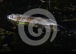 Muskrat, Latin name Ondatra zibethicus