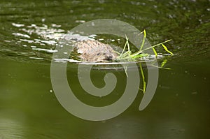 Muskrat with mouth full of food