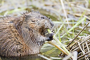 Muskrat munchies