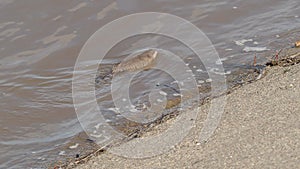 Muskrat or musk rat swims along the riverbank