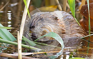 Muskrat, musquash, Ondatra zibethicus, Bisamratte, ondatra. Muskrat eats