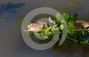 Muskrat, musquash, ondatra zibethicus. The muskrat floats on the river and holds a branch in its teeth