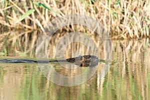 Muskrat, musquash, Ondatra zibethicus, Muskrat swim on the river