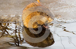 Muskrat Near Minnesota River