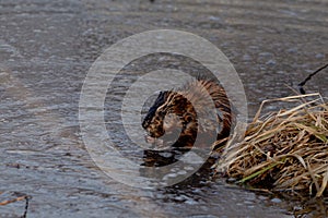 Muskrat nibbling on grasses near the lake edge