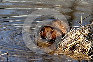 Muskrat nibbling on grasses near the lake edge