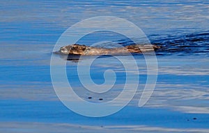 Muskrat Or Ondatra Zibethicus Swimming In Lake