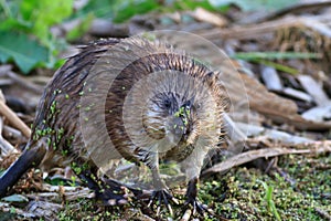 Muskrat ( Ondatra zibethica )