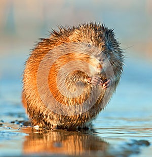 Muskrat ( Ondatra zibethica )