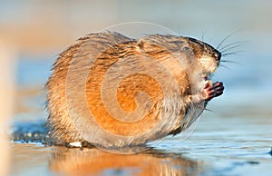 Muskrat ( Ondatra zibethica )