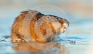 Muskrat ( Ondatra zibethica )