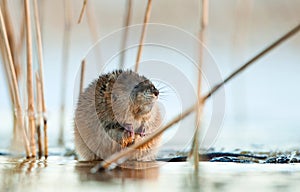 Muskrat ( Ondatra zibethica )