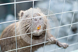 Muskrat Ondatra zibethica in captivity photo