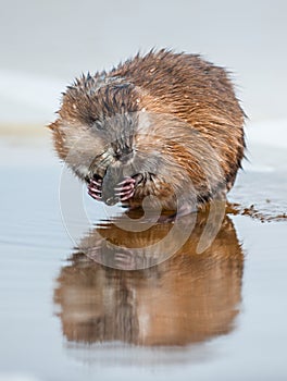 The muskrat (Ondatra Zibethica) eats a painter's mussel (Unio pictorum).