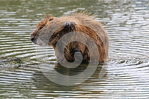 The muskrat Ondatra Zibethica grooming