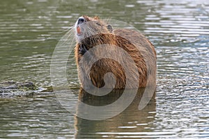 The muskrat Ondatra Zibethica grooming