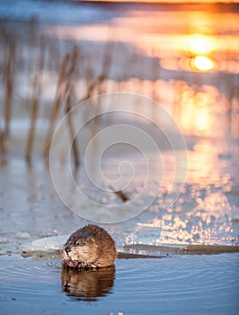 Muskrat (Ondatra Zibethica) on an ice edge. The muskrat sits on an ice edge on a sunset