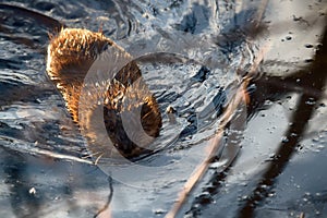 muskrat (Ondatra zibethica) in pond