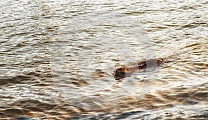 Muskrat Ondatra zibethica in spring